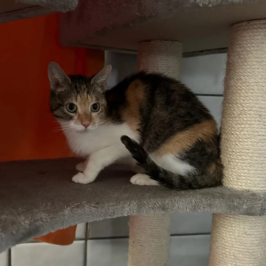 Goldi, female puppy European Shorthair for adoption at Tierheim Remscheid, Remscheid