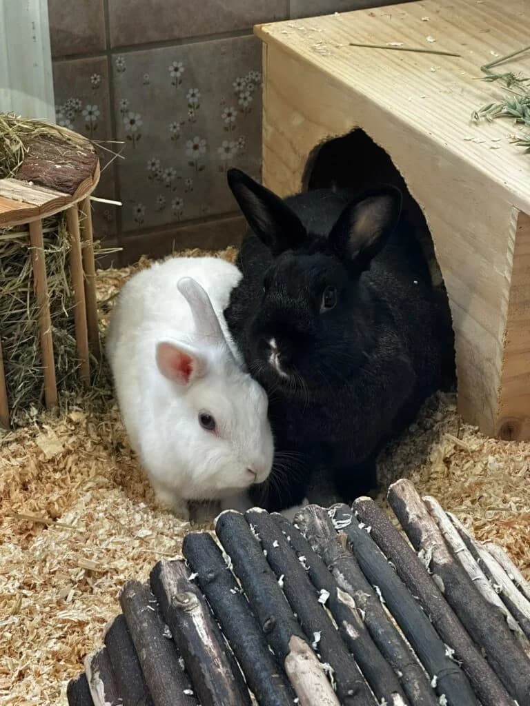 Kaninchenpaar Bao & Jonah, schwarz 3yo Mixed Breed for adoption at Tierheim Remscheid, Remscheid