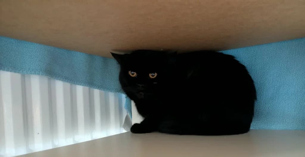 Antuz, male 3yo Scottish Fold for adoption at Tierheim Remscheid, Remscheid