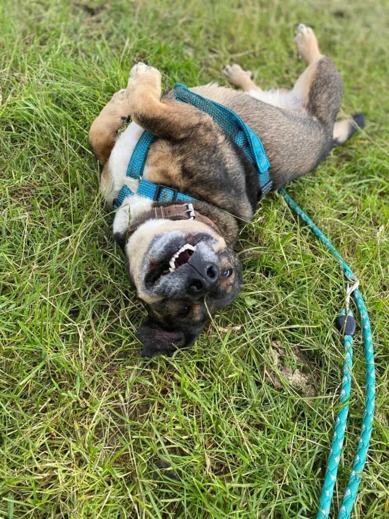 Akela, female senior Dachshund for adoption at Tierheim Remscheid, Remscheid