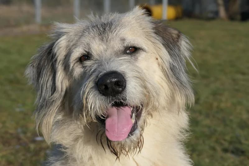 Bero, male 6yo Mixed Breed for adoption at Tierschutzverein Reutlingen, Reutlingen