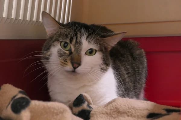 Falafel, Focaccia und Feta, braun male 3yo mixed breed for adoption at Tierschutzverein Reutlingen, Reutlingen