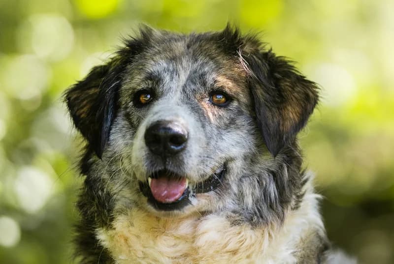 Marla, female 6yo Mixed Breed for adoption at Tierschutzverein Reutlingen, Reutlingen