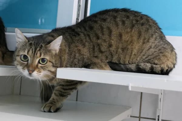 Elysia, female 5yo mixed breed for adoption at Tierschutzverein Reutlingen, Reutlingen
