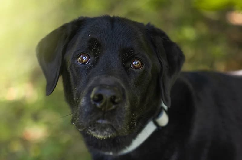 Jupp, male senior Labrador Retriever for adoption at Tierschutzverein Reutlingen, Reutlingen