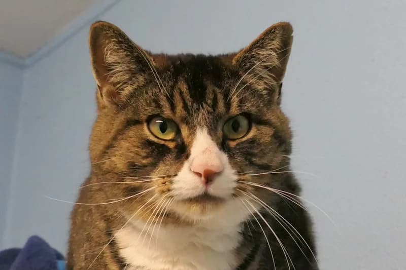 Fozzy, male 6yo mixed breed for adoption at Tierschutzverein Reutlingen, Reutlingen