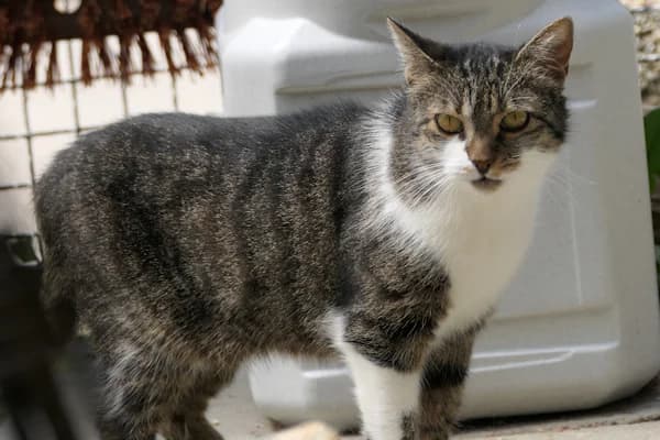 Lien, female senior mixed breed for adoption at Tierschutzverein Reutlingen, Reutlingen