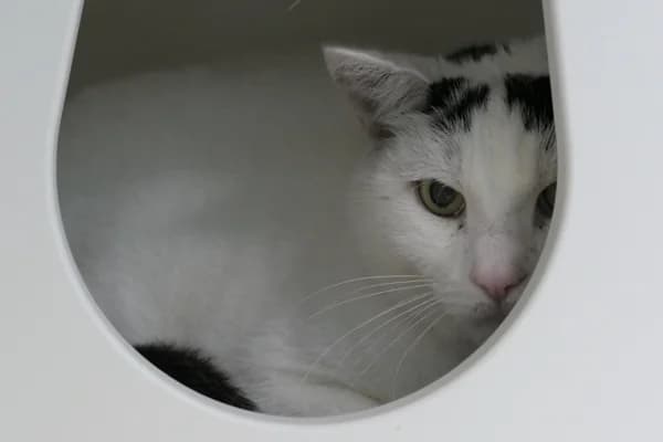 Dorian, male senior mixed breed for adoption at Tierschutzverein Reutlingen, Reutlingen
