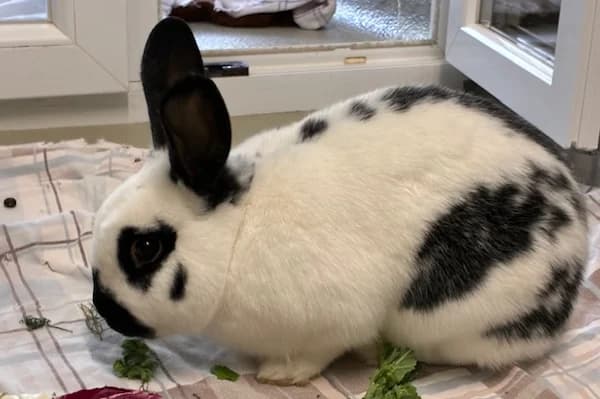 Rodolpus Lestrange, male Mixed Breed for adoption at Tierschutzverein Reutlingen, Reutlingen