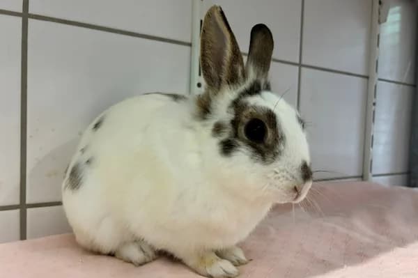 Vincent Crabbe, male Mixed Breed for adoption at Tierschutzverein Reutlingen, Reutlingen