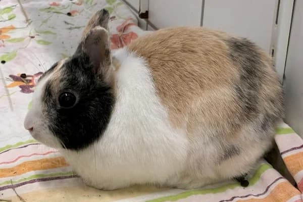 Corban Yaxley, tricolor male Mixed Breed for adoption at Tierschutzverein Reutlingen, Reutlingen