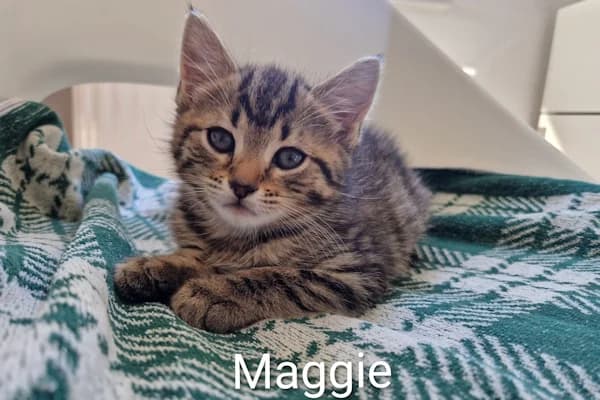 Milan, Maggie, Mint, Melchior &, male puppy mixed breed for adoption at Tierschutzverein Reutlingen, Reutlingen