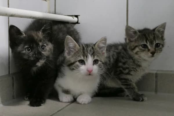 Tietz, Tamara und Tess, male puppy mixed breed for adoption at Tierschutzverein Reutlingen, Reutlingen