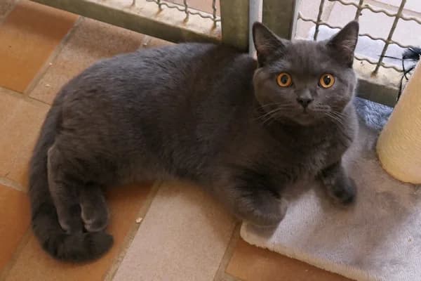 Hugo &, male puppy British Shorthair for adoption at Tierschutzverein Reutlingen, Reutlingen