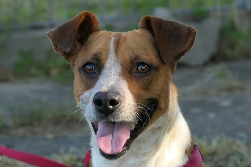Lotti, female 3yo Mixed Breed for adoption at Tierschutzverein Reutlingen, Reutlingen
