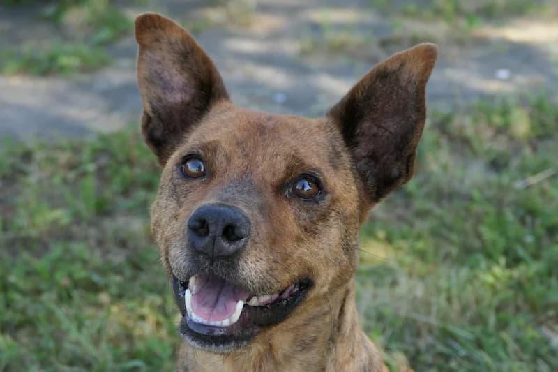 Minja, female 3yo Mixed Breed for adoption at Tierschutzverein Reutlingen, Reutlingen