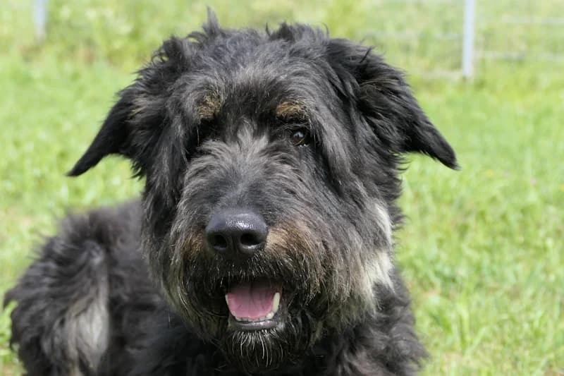 Sylva Lapina, female young Mixed Breed for adoption at Tierschutzverein Reutlingen, Reutlingen