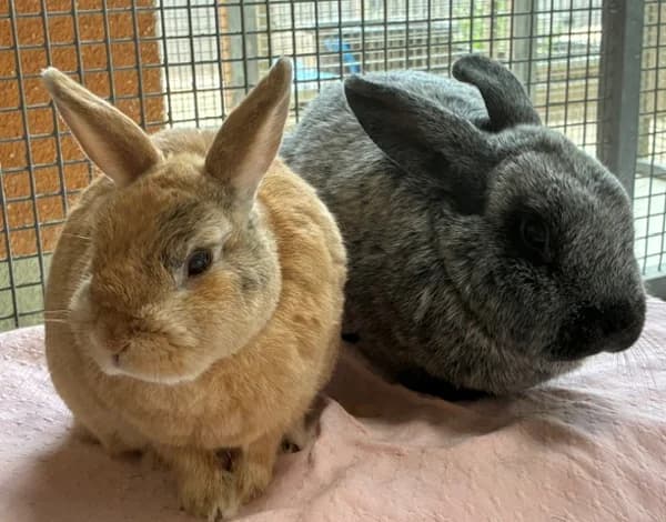 Dudley Dursley & Jacob Kowalski, beige male 6yo Mixed Breed for adoption at Tierschutzverein Reutlingen, Reutlingen
