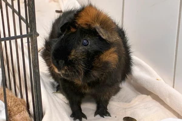 Lucius Malfoy, schwarz male young Mixed Breed for adoption at Tierschutzverein Reutlingen, Reutlingen