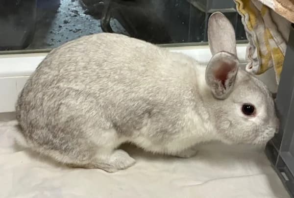 Aurora Sinistra, grau female young Mixed Breed for adoption at Tierschutzverein Reutlingen, Reutlingen