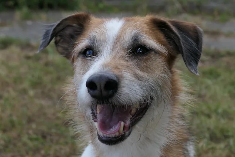 Sony, male 7yo mixed breed for adoption at Tierschutzverein Reutlingen, Reutlingen