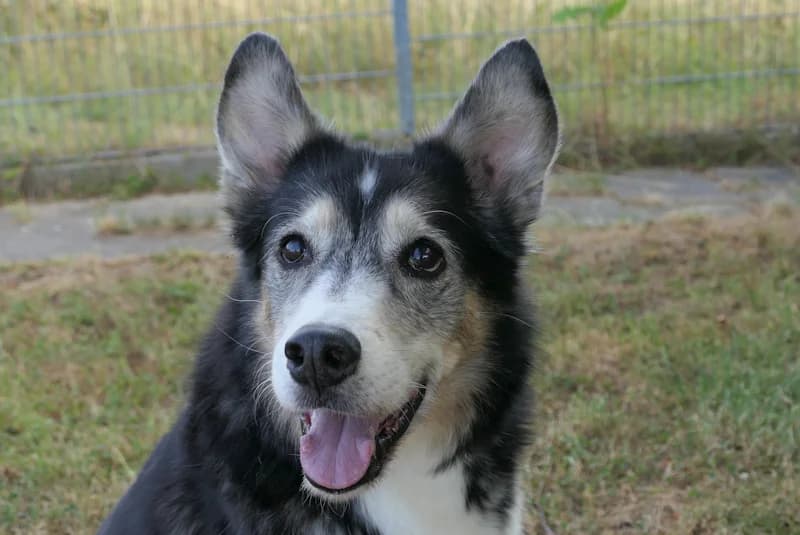 Angelique, female senior Mixed Breed for adoption at Tierschutzverein Reutlingen, Reutlingen