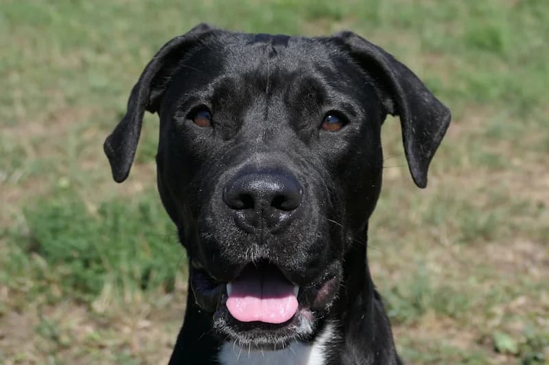 Norie, female young Mixed Breed for adoption at Tierschutzverein Reutlingen, Reutlingen