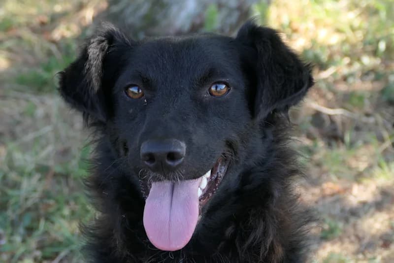 Diana, female young mixed breed for adoption at Tierschutzverein Reutlingen, Reutlingen