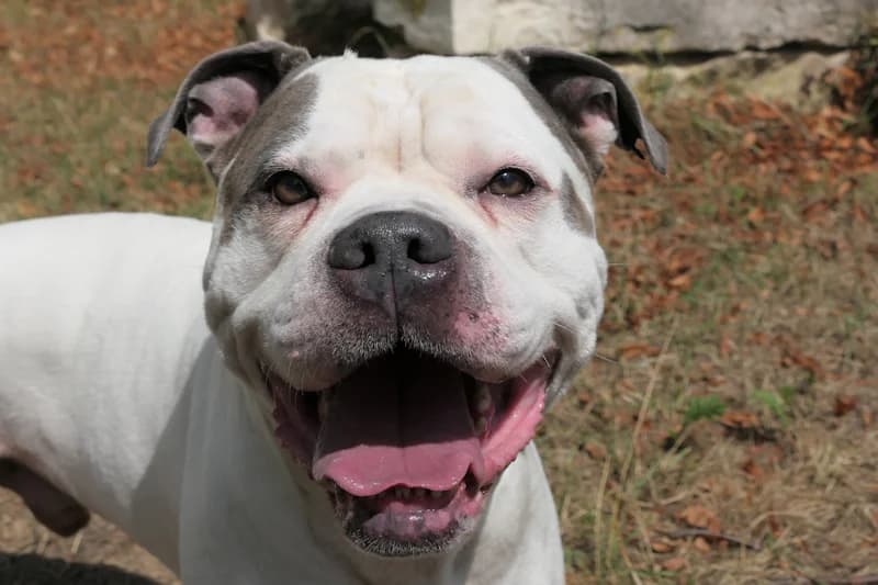 Bill, weiß male Mixed Breed for adoption at Tierschutzverein Reutlingen, Reutlingen