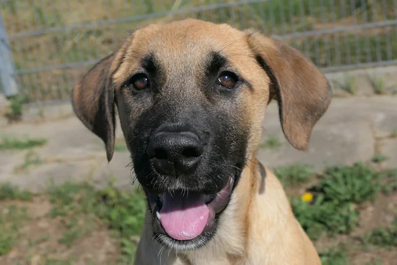 Diesel, male puppy Mixed Breed for adoption at Tierschutzverein Reutlingen, Reutlingen