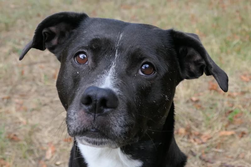 Bekka, female Mixed Breed for adoption at Tierschutzverein Reutlingen, Reutlingen