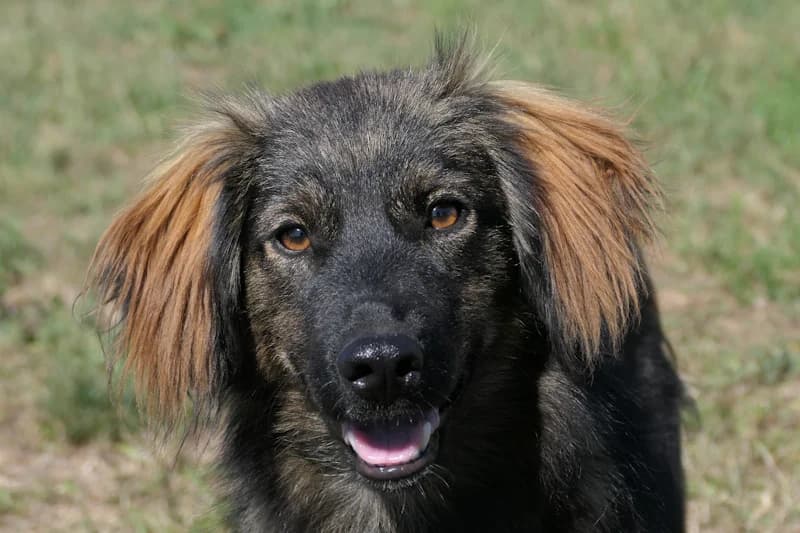 Kalle, male puppy Mixed Breed for adoption at Tierschutzverein Reutlingen, Reutlingen