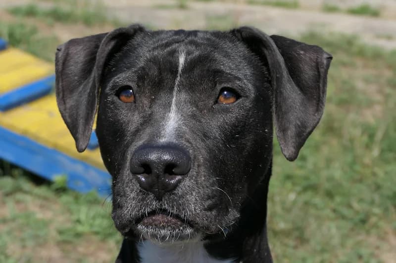 Indie, female young Mixed Breed for adoption at Tierschutzverein Reutlingen, Reutlingen