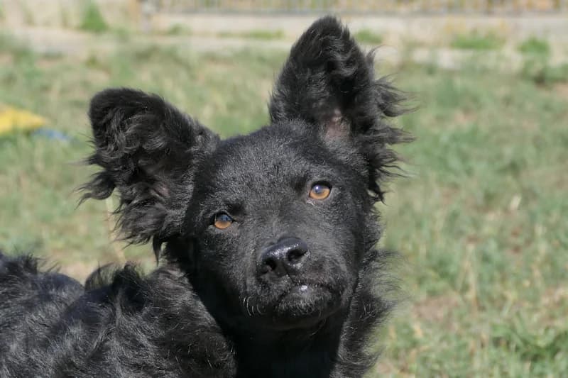 Snoopy, male young Mixed Breed for adoption at Tierschutzverein Reutlingen, Reutlingen
