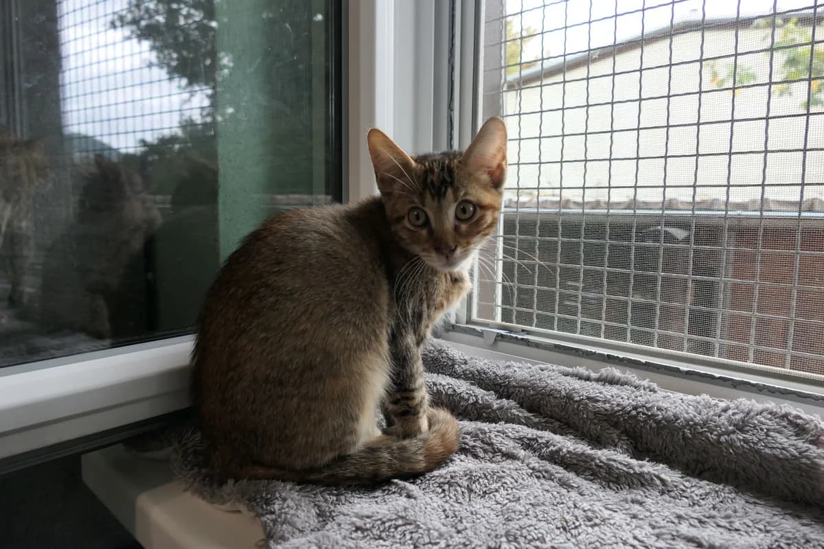 Hannibal, Holly und Harper, male puppy Bengal for adoption at Tierschutzverein Reutlingen, Reutlingen