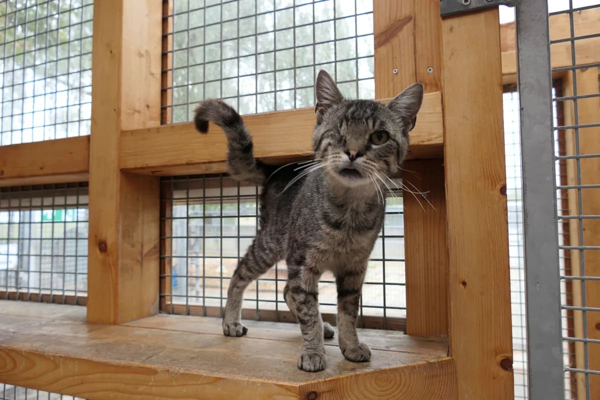 Ferdinand, male mixed breed for adoption at Tierschutzverein Reutlingen, Reutlingen