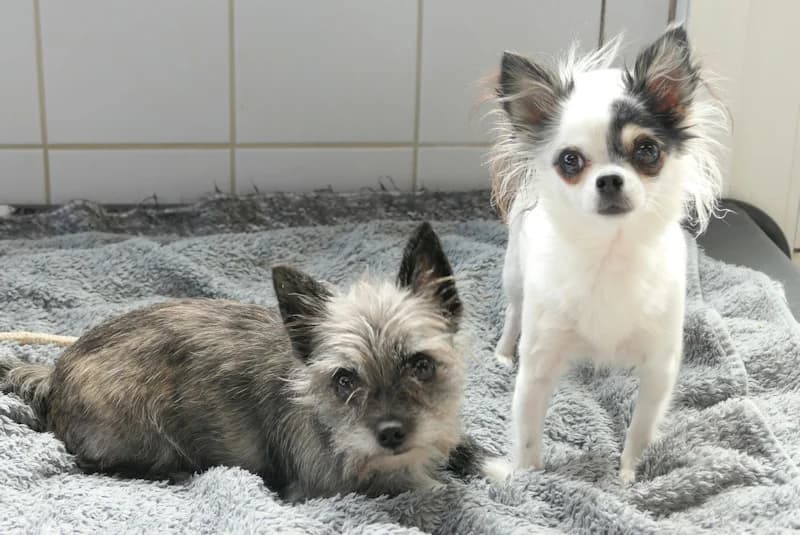 Evi & Emmi, female 3yo Chihuahua for adoption at Tierschutzverein Reutlingen, Reutlingen