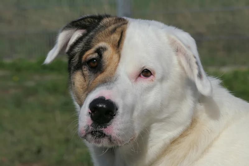 Balou, male 3yo Mixed Breed for adoption at Tierschutzverein Reutlingen, Reutlingen