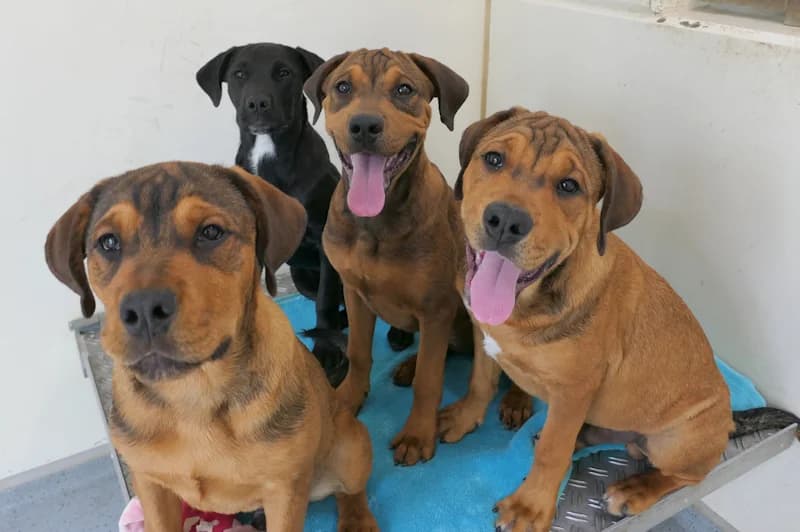 (Lory), (Lien), Lias und (Lui), male puppy Rottweiler for adoption at Tierschutzverein Reutlingen, Reutlingen