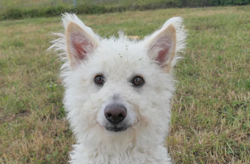 Sana, female 4yo Mixed Breed for adoption at Tierschutzverein Reutlingen, Reutlingen