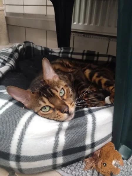 Pablo, male 4yo Bengal for adoption at Tierschutzverein Reutlingen, Reutlingen