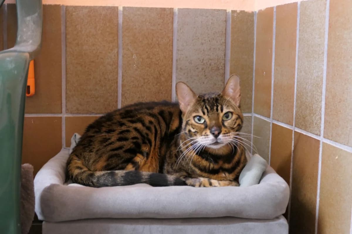 Stivan, male 4yo Bengal for adoption at Tierschutzverein Reutlingen, Reutlingen