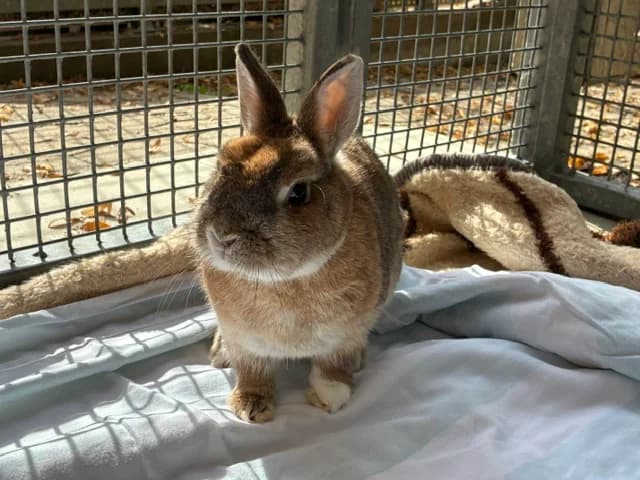 Teddy, male 4yo Mixed Breed for adoption at Tierschutzverein Reutlingen, Reutlingen
