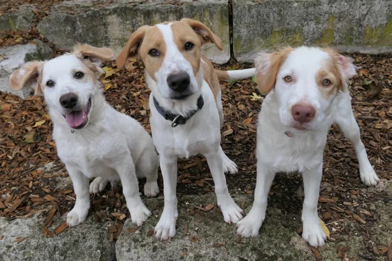 Julius, Jonny und Jakob, braun male puppy Mixed Breed for adoption at Tierschutzverein Reutlingen, Reutlingen