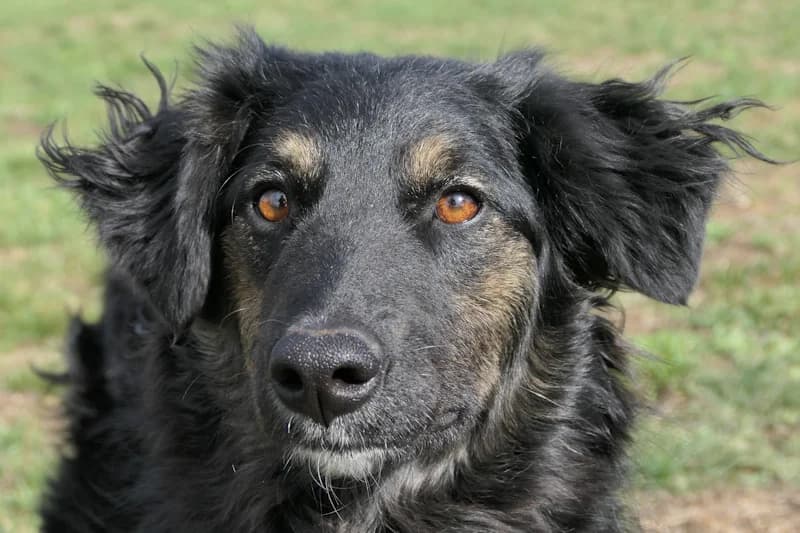 Hoba, female young Mixed Breed for adoption at Tierschutzverein Reutlingen, Reutlingen