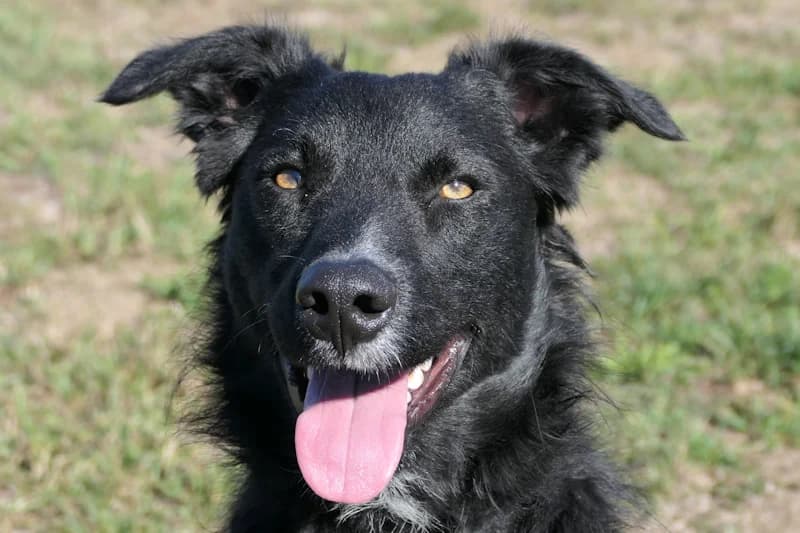 Willi Wusel, male young Collie for adoption at Tierschutzverein Reutlingen, Reutlingen