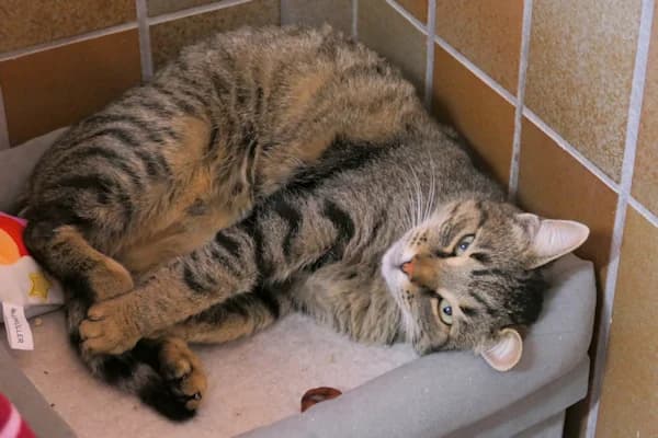 Kassandra, female 6yo mixed breed for adoption at Tierschutzverein Reutlingen, Reutlingen