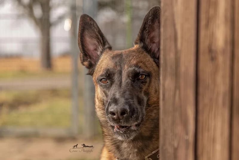 Fox, male senior Belgian Malinois for adoption at Tierschutzverein Reutlingen, Reutlingen