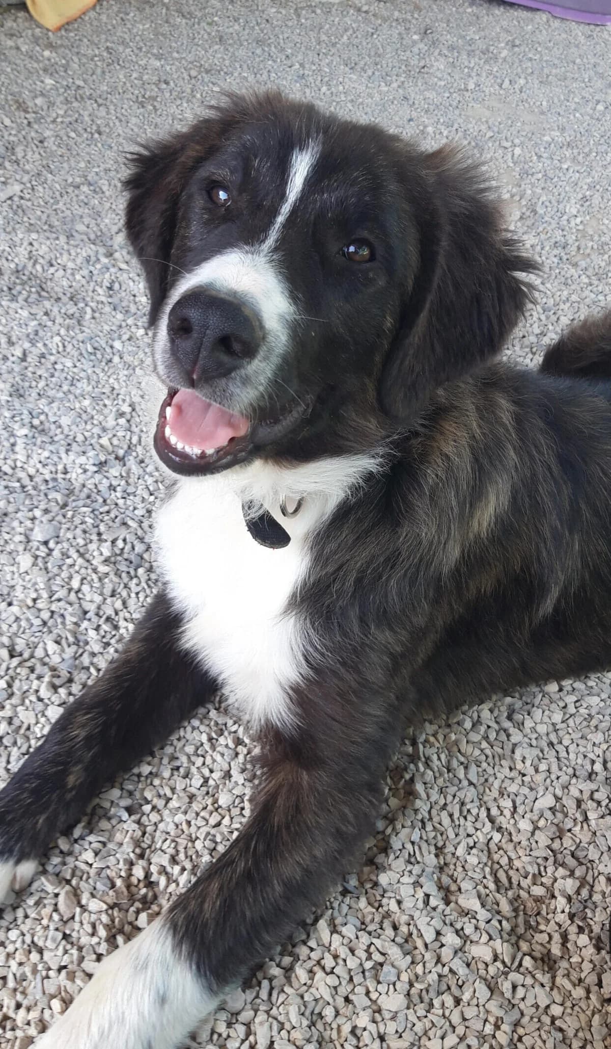 Goofy, male young Mixed Breed for adoption at Tierheim Rieden