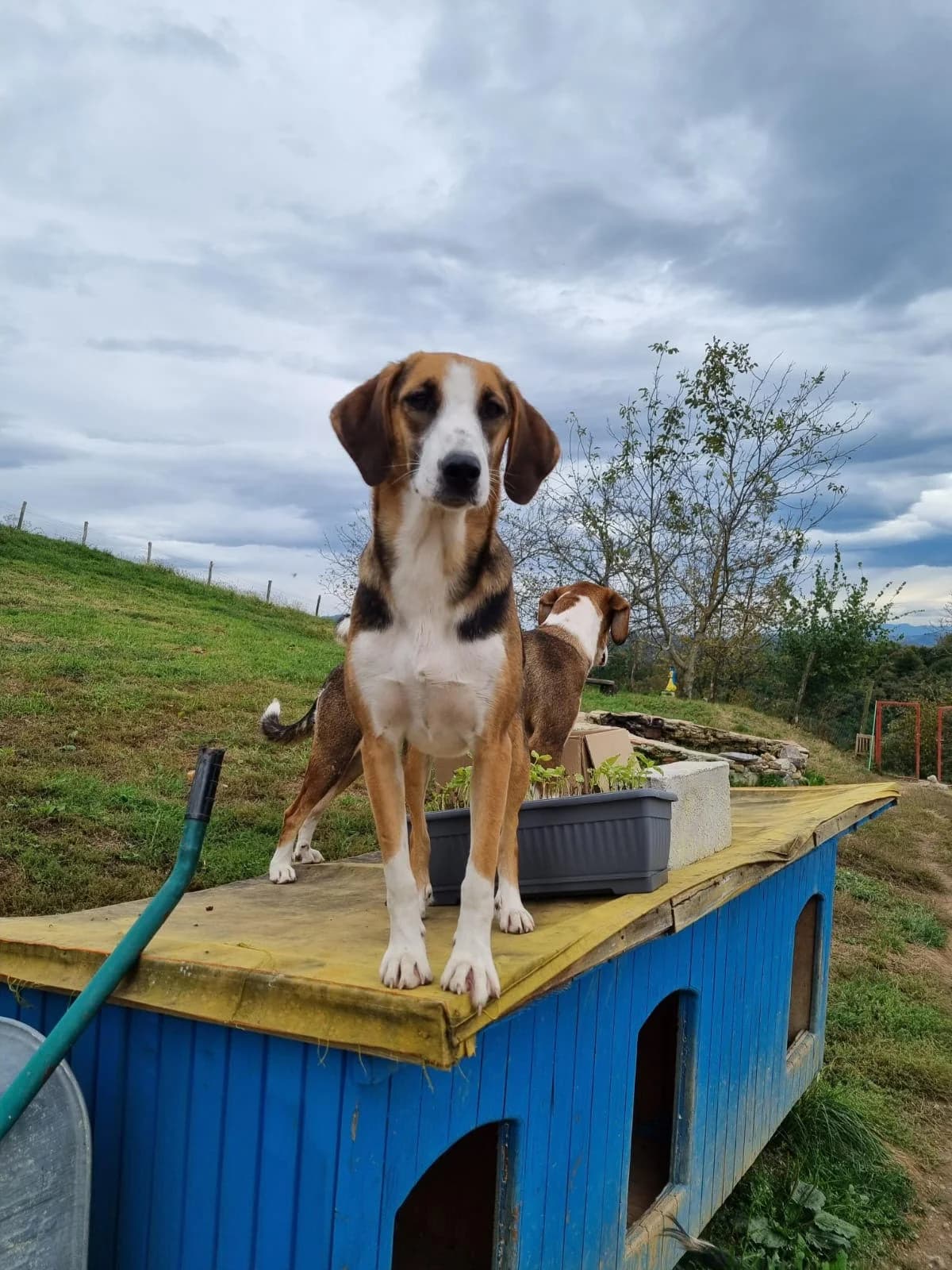 Ida, female 3yo Mixed Breed for adoption at Tierheim Rieden